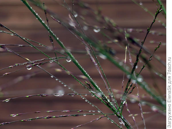 После дождя