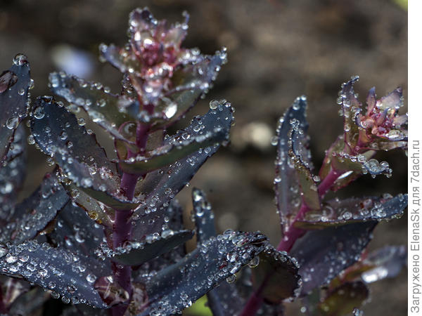 Капли дождя