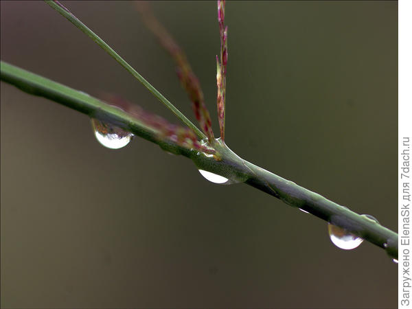 Бородач начинает зацветать...