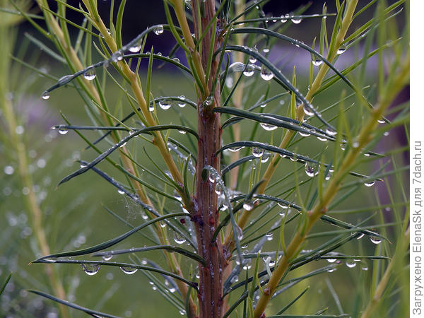 На веточках лиственницы