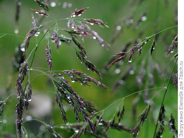 После дождя