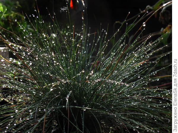 Кочка осоки