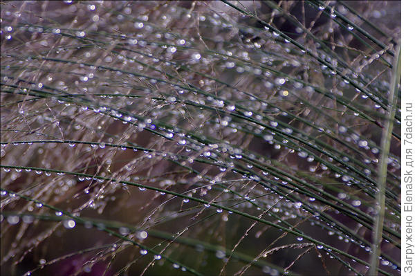 После дождя