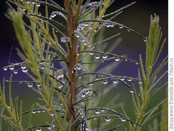 На веточках лиственницы