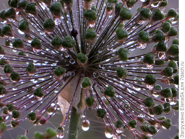 Декоративный лук