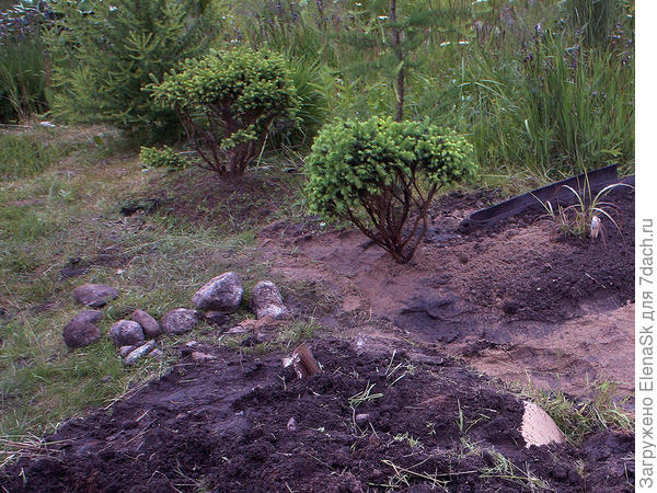 Посажен молодой мискантус