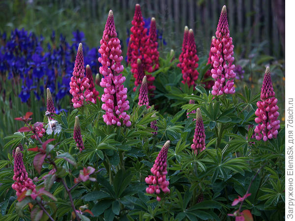 2017 год, здесь ничего еще нет, одни люпины...