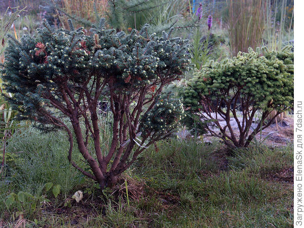 У темной ветка, что не обгорела и была ниже - была подвязана... По весне я ее срезала. Так же срезала кривую слева