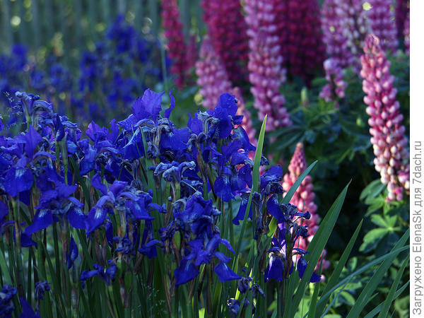 Эти ирисы много где были, но постепенно их убирала, больно уж стремительно разрастаются