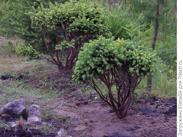 Посадила их рядом, до этого одна росла между лиственницами