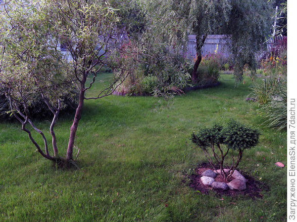 Вот так она выглядела при пересадке