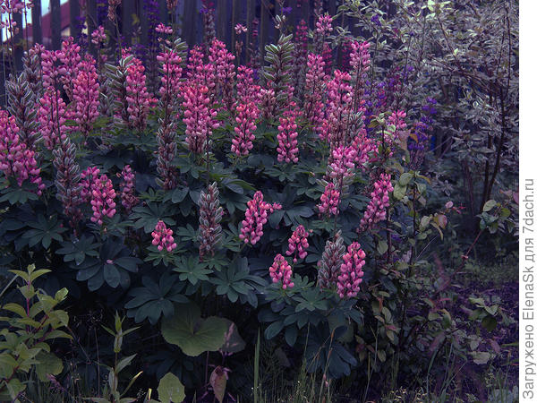 Теперь тут злаки. Мне эти розовые очень нравились