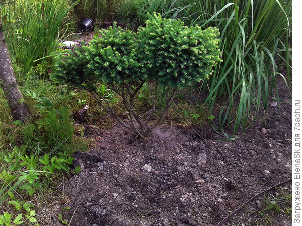 На вторую уже наезжает тот маленький мискантус - была высажена на газон