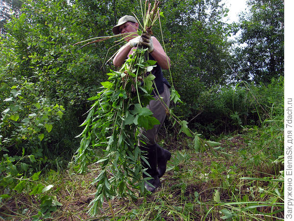 Крапива - жирная везде везде