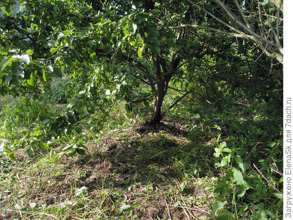 Очистила, теперь видно, где оно - дерево...