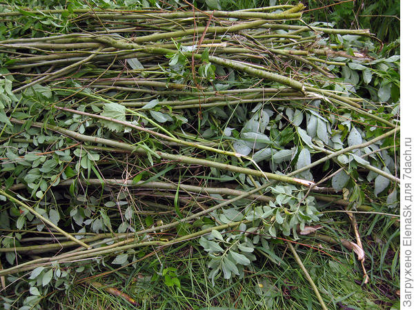 Поросль типа сливы (терновник?)