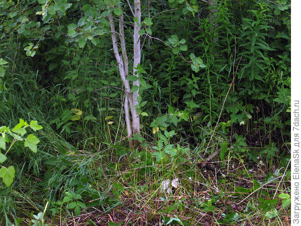 Эту перевитую осину решила оставить