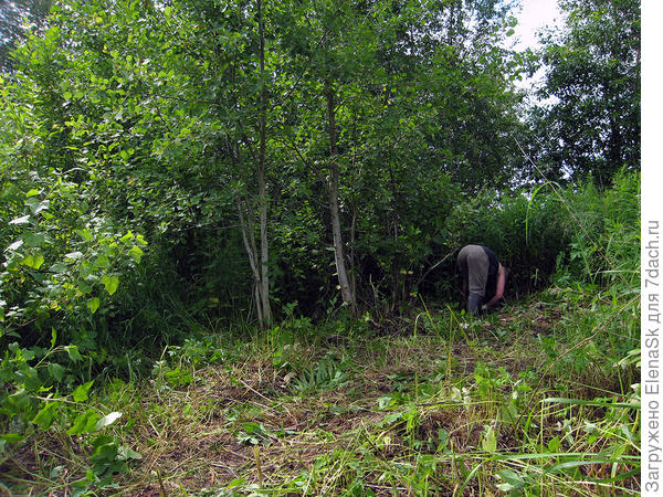 А вот и вторая осинка