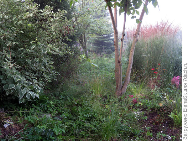 Вот она вдалеке, здесь будет дорожка за Злаковым миксом. Она уже размечена, думала в этом году сделать - но проболела