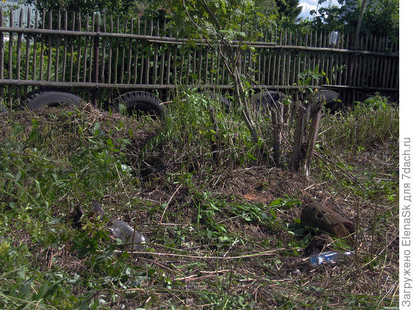 Забор с этими шинами... Забор рухнул потом, шины оставили... Рябину "наклоненную" - оставила, и сейчас растет. Стволы - сухие, сначала испугалась, а потом просто руками их выломала.