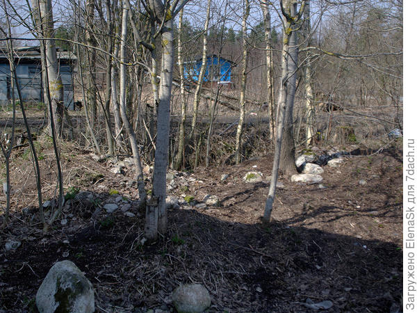 Заодно попросила спилить рощу, где живет мошка. Мошка перебралась в куст черноплодки, который в течении сезона пришлось не раз дихлофосом опрыскивать. Через год - просто выкорчевала...