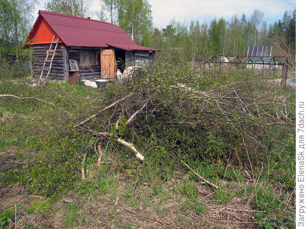 Березы перетащил от канавы