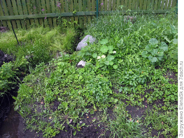 Через месяц это все зарастало - всем знакомая ситуация, думаю...