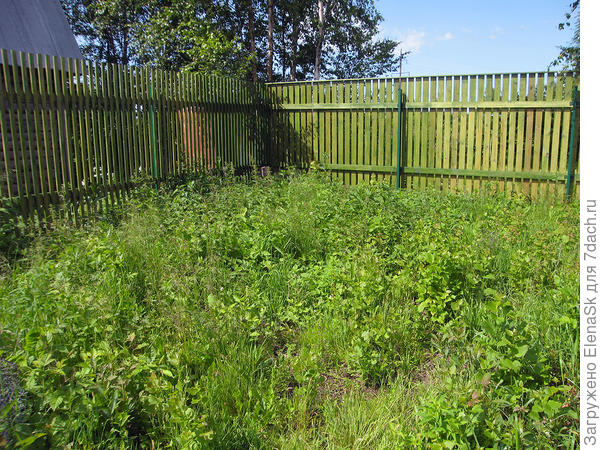 Заростало все стремительно