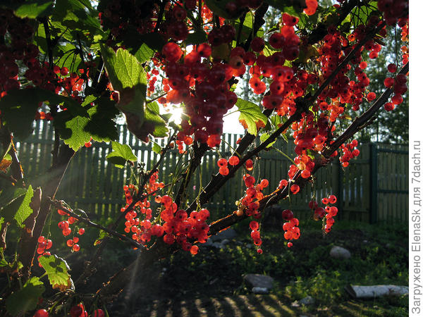 Урожай созрел...