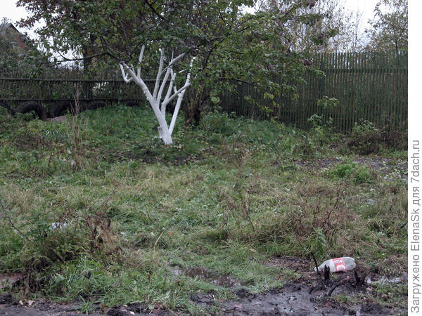 Ирина, когда была, опилила мне яблоню, насколько это было возможным за один раз. Взяла с меня слово, что осенью побелю. Побелила... Дождь это все смыл... Чуть позднее побелила вторично.