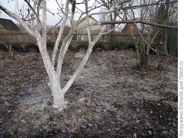 Расчищать решила с этого угла - подготовить место надо было для кустов чтобы шины закрыть.