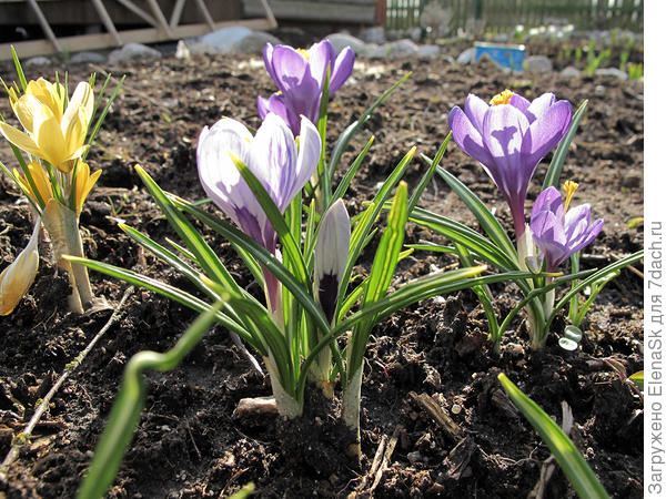 Вовсю цвели крокусы