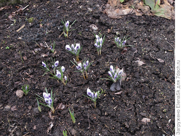 Посаженные крокусы начали зацветать...