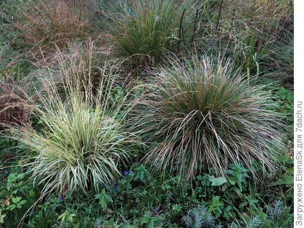 Эта же щучка  дернистая «Бронзешлеер» (Deschampsia cespitosa «Bronzeschleier»)в это же время у меня в саду. Шикарная темнозеленая кочка с бронзоватым мелированием, она справа, слева - карликовая молиния вариегатная, она не называется карликовой, просто эта самая мелкая из известных мне молиний...