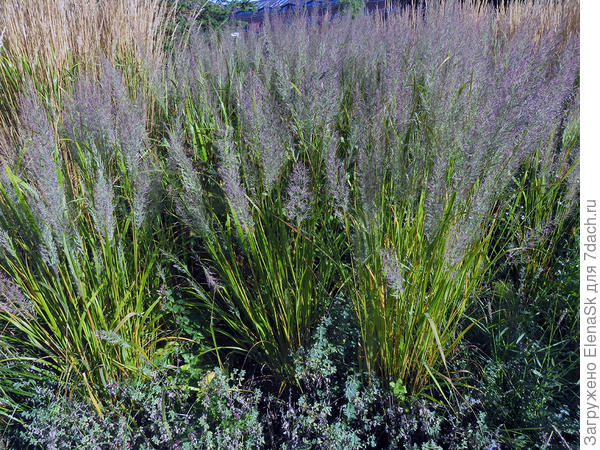 Ну и?... Я понимаю в питомнике так бы росли, пришел покупатель, ткнул пальчиком &quot;мне вот эту&quot;, и садовник тут же бы копнул ему оную...