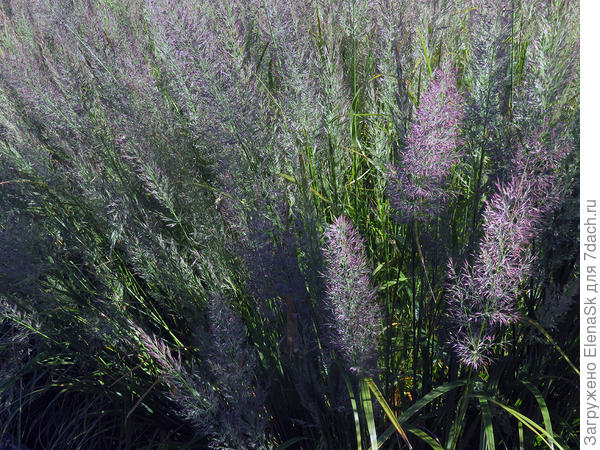 Так он выглядит там вейник коротковолосистый...