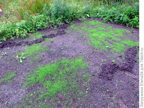 Кроты это сделали просто на глазах... Они такие шустрые!