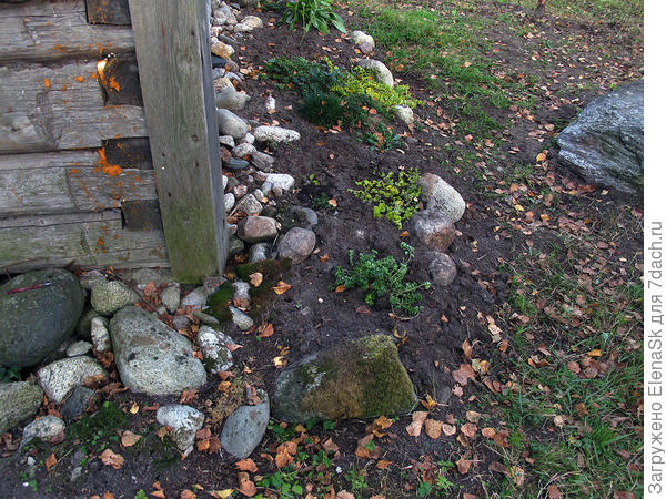 Что посадки ухожены, что-то растет