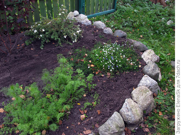 И даже цветет...