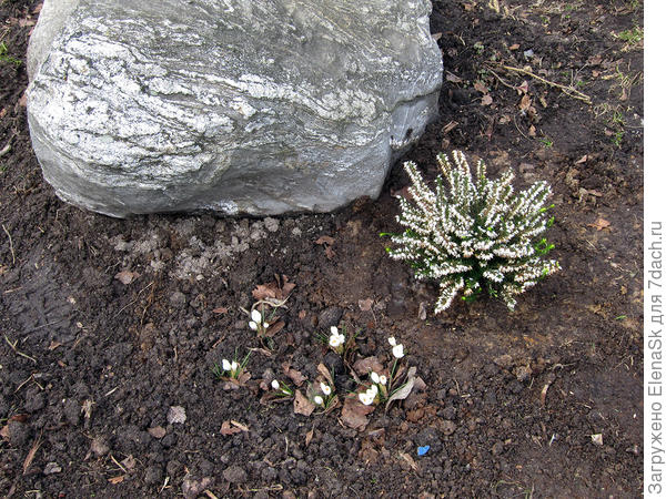 Все вроде перезимовало... Это какая-то Эрика, в прошлом сезоне много верескв разного и эрик посадила.