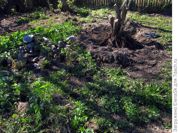 Начала выкапывать корень сливы или что там росло)