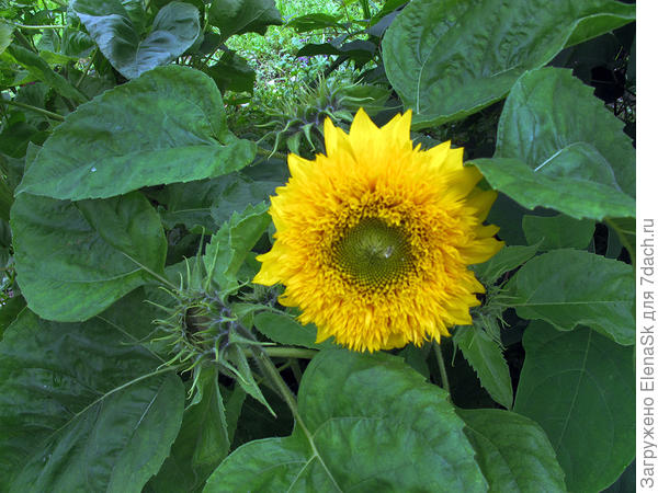 Подсолнухи