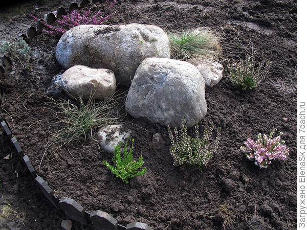 Камней туда уложила и посадила верески и эрики