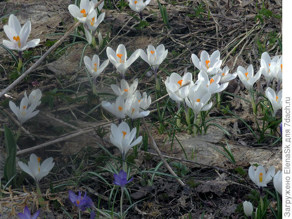Крокусы в хостарии