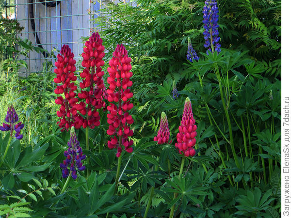 Уже было полно красных люпинов