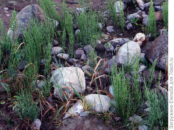 Из-за постоянных дождей появился хвощ... Сначала только в "сухом" ручье, который постоянно был полон воды, потом занял весь участок