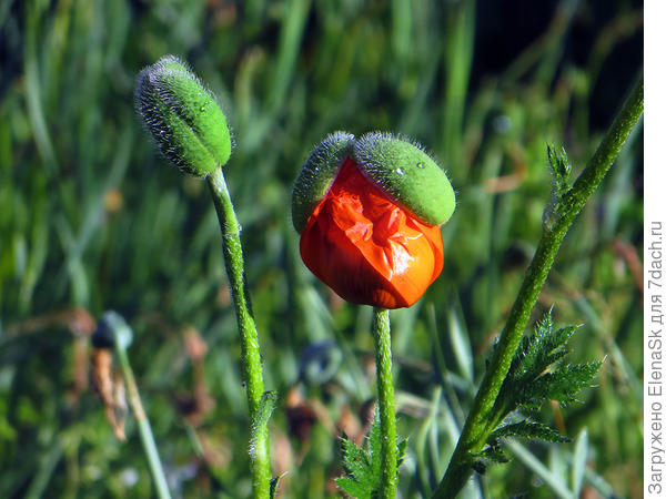 Алый - тоже был.