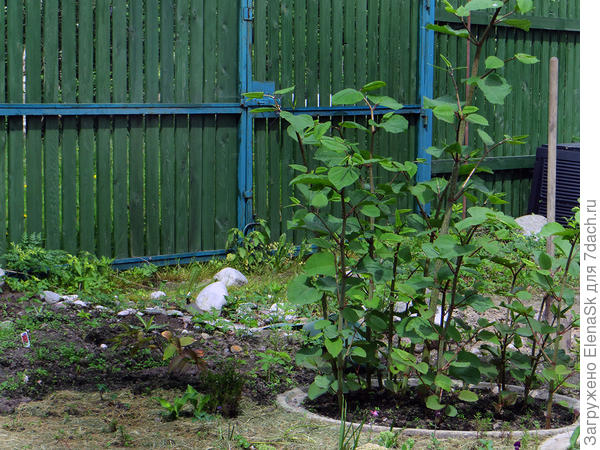 Гречиха сахалинская - два года росла, несколько лет потом потратила на то, чтобы ее истребить...