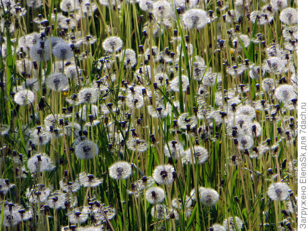 Соседний участок с подветренной стороны (снято сквозь забор).