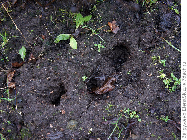 По осени какие-то таблетки от них туда закладываю